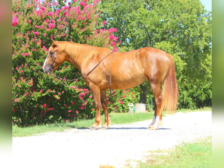 Trekpaard Mix Merrie 5 Jaar 163 cm Roodvos in Weatherford, TX