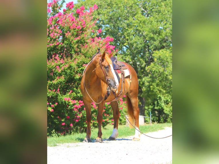 Trekpaard Mix Merrie 5 Jaar 163 cm Roodvos in Weatherford, TX