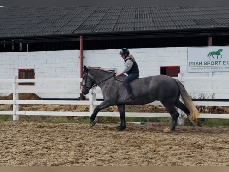 Trekpaard Merrie 5 Jaar 168 cm Schimmel in Mountrath, Co. Laois