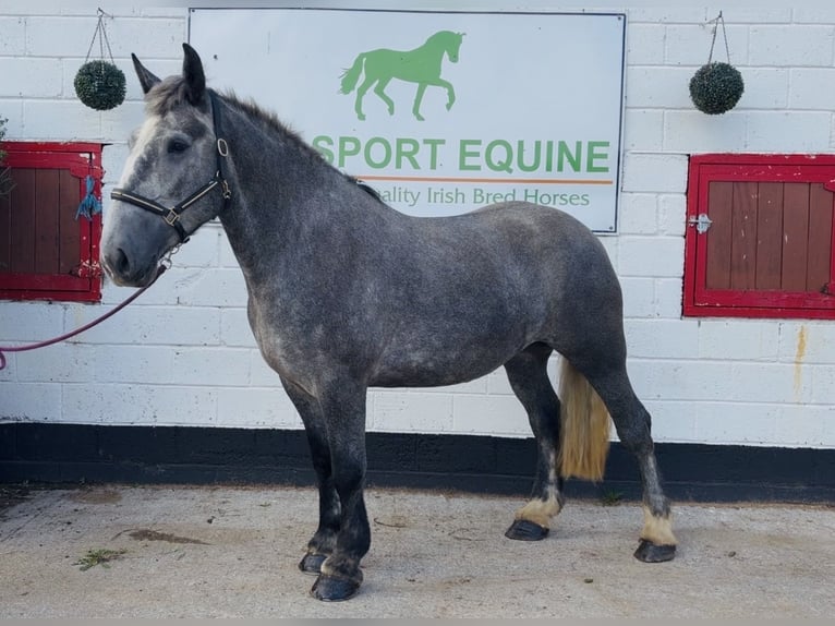Trekpaard Merrie 5 Jaar 168 cm Schimmel in Mountrath, Co. Laois