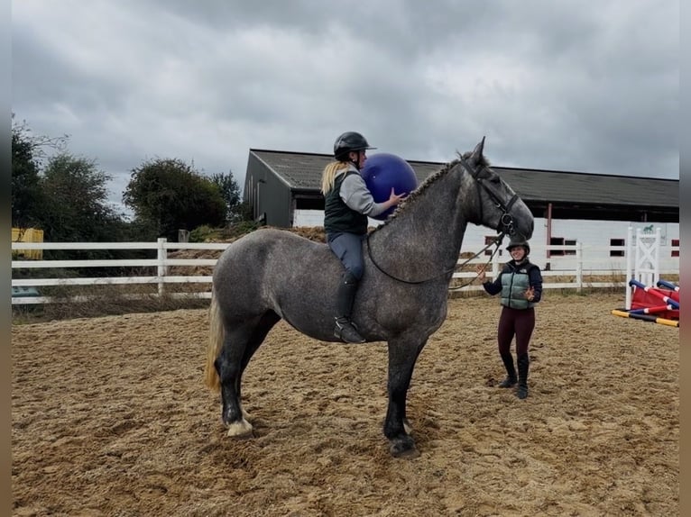 Trekpaard Merrie 5 Jaar 168 cm Schimmel in Mountrath, Co. Laois