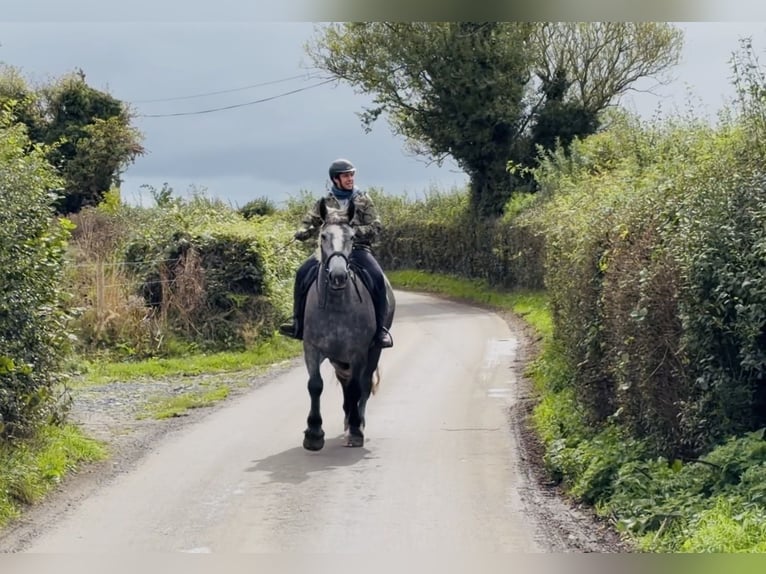 Trekpaard Merrie 5 Jaar 168 cm Schimmel in Mountrath, Co. Laois