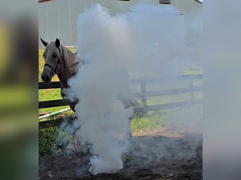 Trekpaard Merrie 5 Jaar 173 cm Roan-Red in Jeffersonton