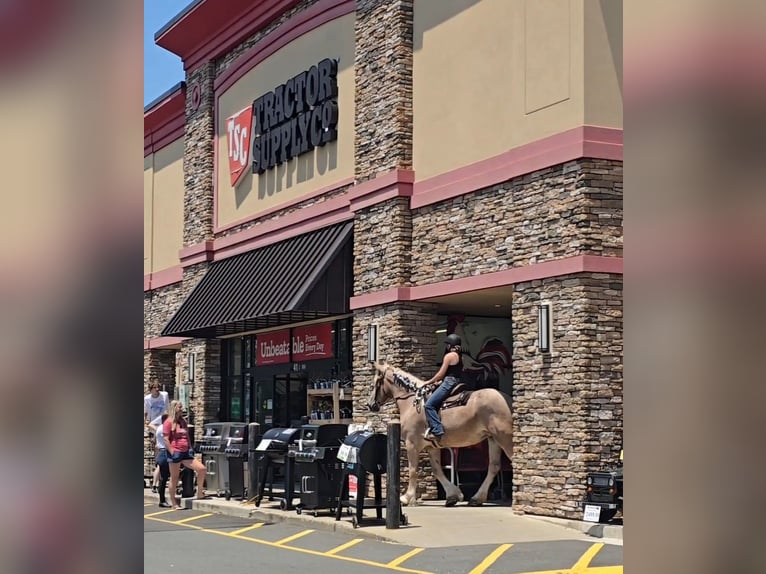 Trekpaard Merrie 5 Jaar 173 cm Roan-Red in Jeffersonton