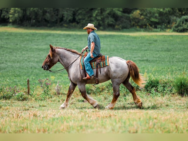 Trekpaard Mix Merrie 5 Jaar Roan-Red in Santa Fe