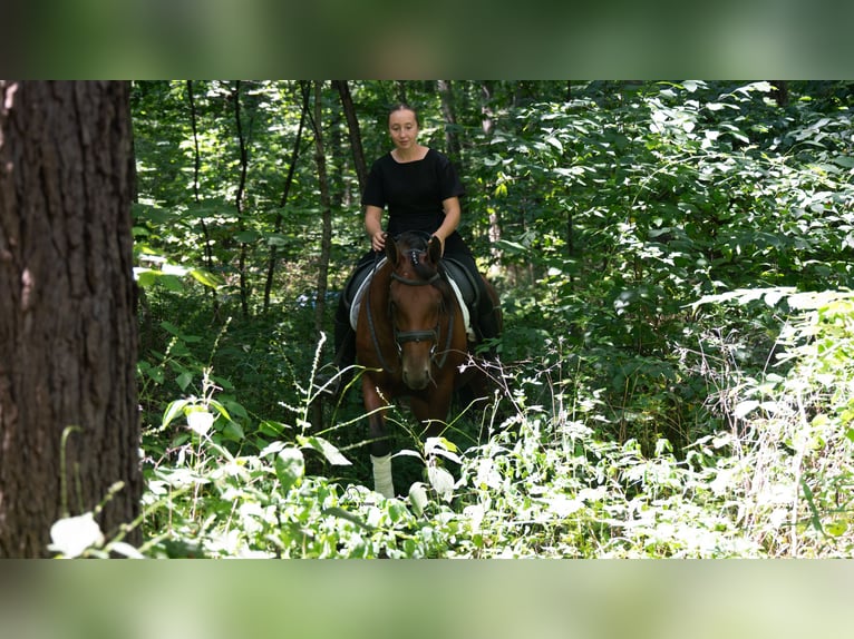 Trekpaard Mix Merrie 5 Jaar Roodbruin in Fredericksburg