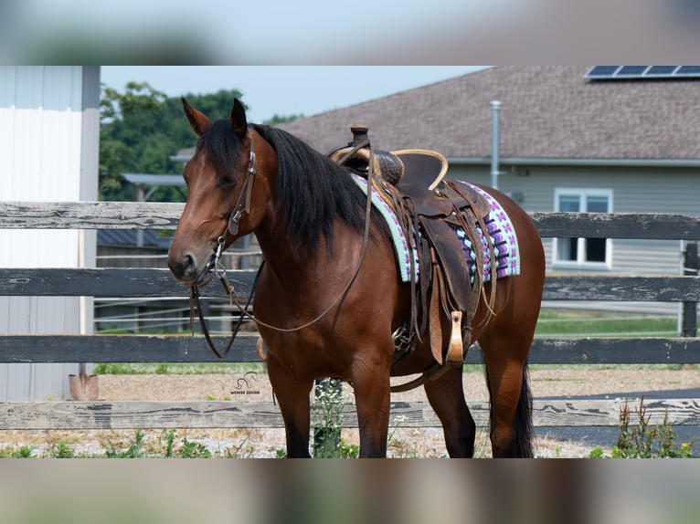 Trekpaard Mix Merrie 5 Jaar Roodbruin in Fredericksburg