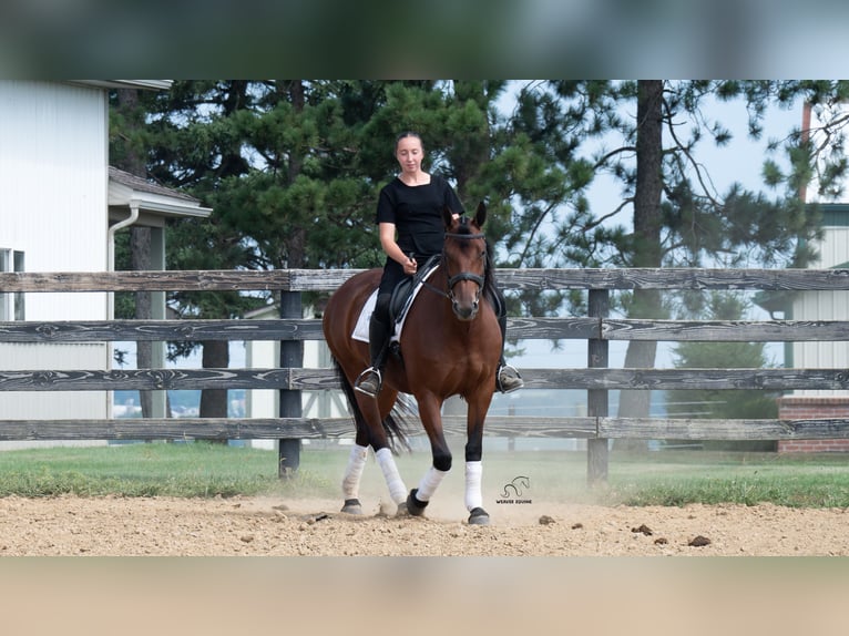 Trekpaard Mix Merrie 5 Jaar Roodbruin in Fredericksburg