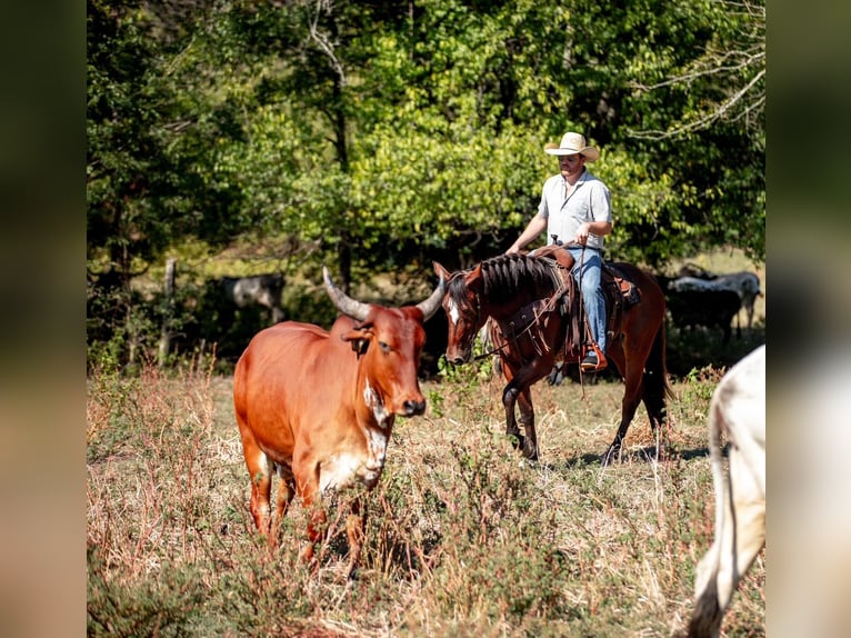 Trekpaard Mix Merrie 5 Jaar Roodbruin in Santa Fe