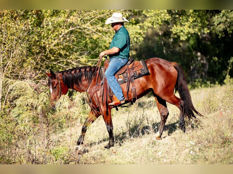 Trekpaard Mix Merrie 5 Jaar Roodbruin in Santa Fe