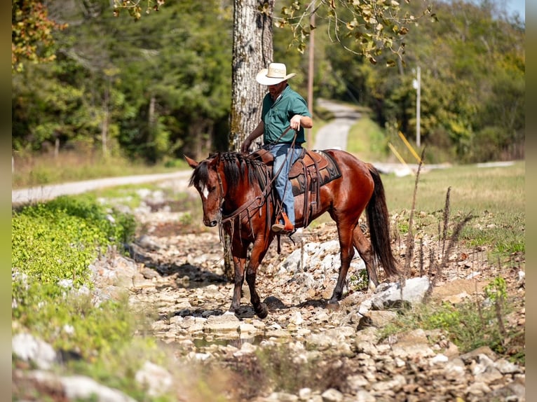 Trekpaard Mix Merrie 5 Jaar Roodbruin in Santa Fe