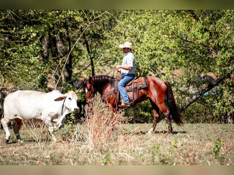 Trekpaard Mix Merrie 5 Jaar Roodbruin in Santa Fe