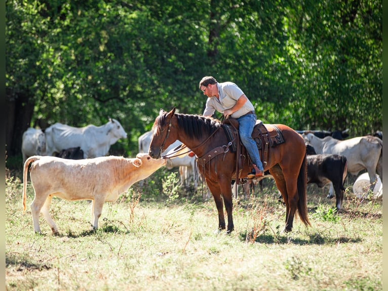Trekpaard Mix Merrie 5 Jaar Roodbruin in Santa Fe