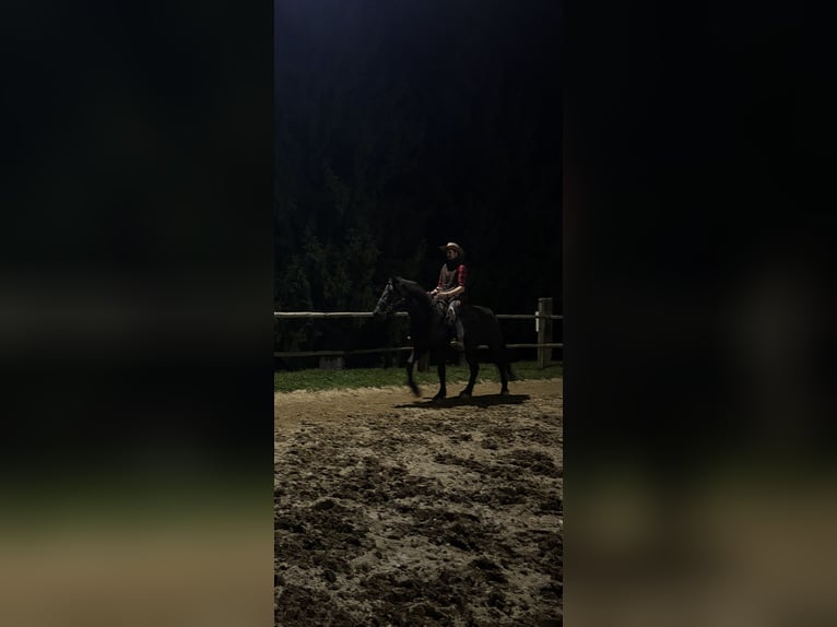 Trekpaard Mix Merrie 6 Jaar 156 cm Zwart in Ptuj