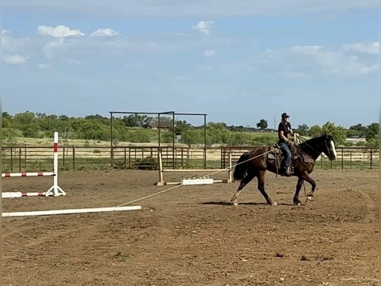Trekpaard Merrie 6 Jaar 157 cm Roodbruin in Jacksboro, TX