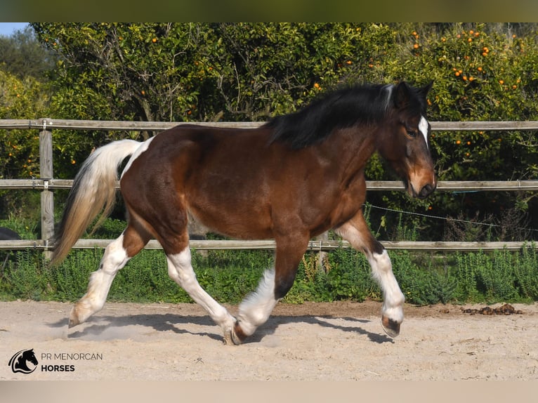 Trekpaard Mix Merrie 6 Jaar 158 cm Gevlekt-paard in Menorca