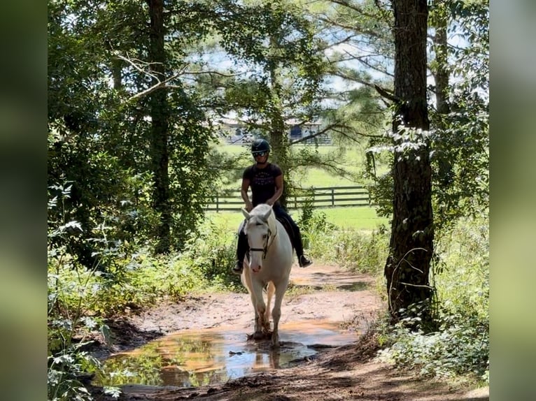 Trekpaard Mix Merrie 6 Jaar 163 cm Schimmel in Johnston