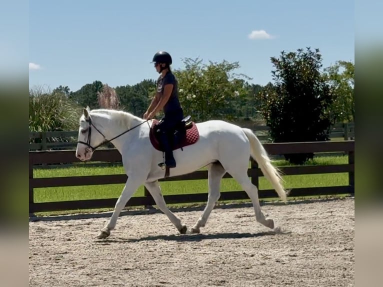 Trekpaard Mix Merrie 6 Jaar 163 cm Schimmel in Johnston