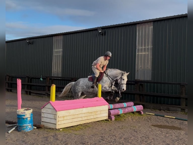 Trekpaard Merrie 6 Jaar 165 cm Appelschimmel in Sligo