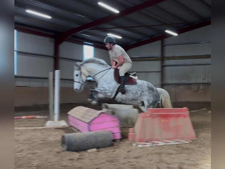 Trekpaard Merrie 6 Jaar 165 cm Appelschimmel in Sligo