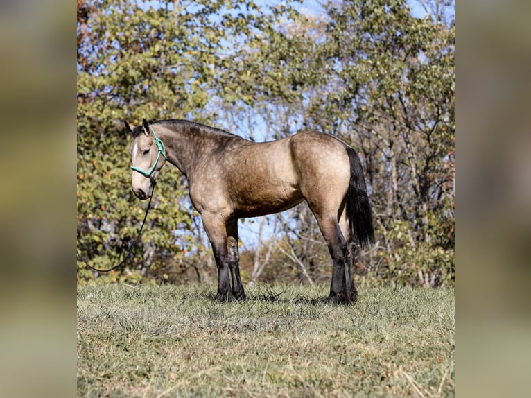 Trekpaard Merrie 6 Jaar 168 cm Buckskin in Santa Fe, TN