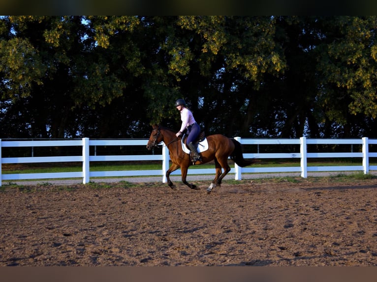 Trekpaard Merrie 7 Jaar 150 cm Roodbruin in PERRY, OK