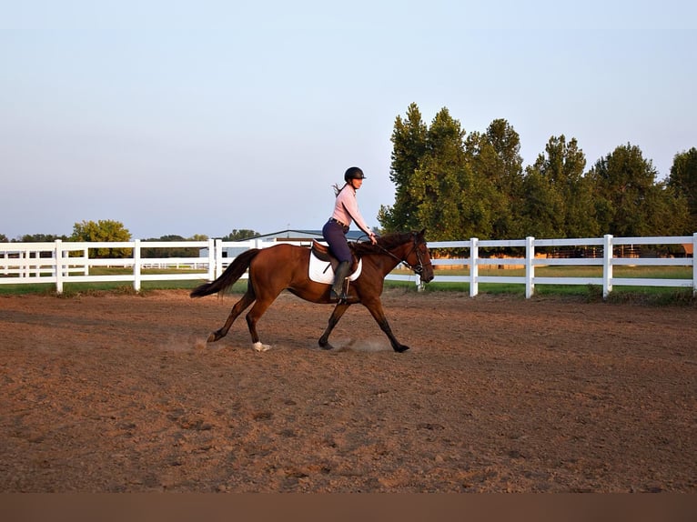 Trekpaard Merrie 7 Jaar 150 cm Roodbruin in PERRY, OK