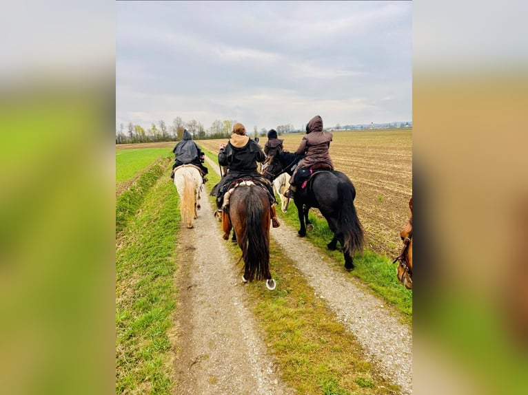 Trekpaard Merrie 7 Jaar 155 cm Bruin in Mengkofen