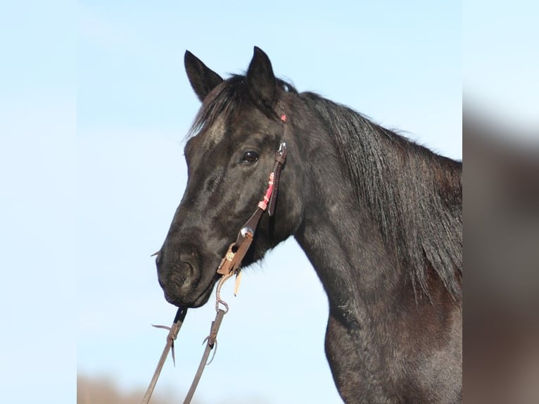 Trekpaard Merrie 7 Jaar 155 cm Roan-Blue in Brodhead KY