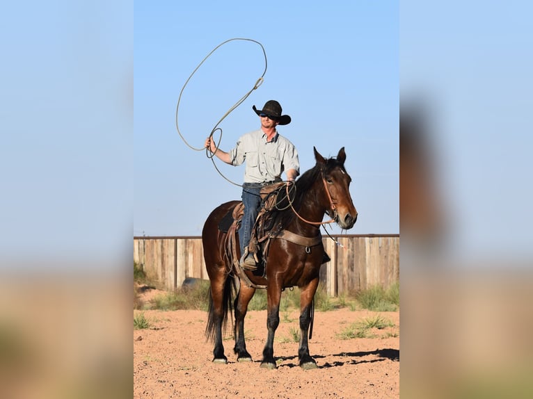Trekpaard Mix Merrie 7 Jaar 157 cm Roodbruin in Amarillo