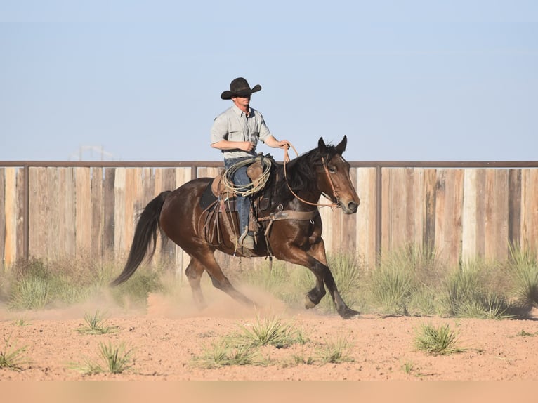 Trekpaard Mix Merrie 7 Jaar 157 cm Roodbruin in Amarillo