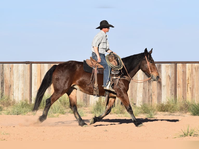 Trekpaard Mix Merrie 7 Jaar 157 cm Roodbruin in Amarillo