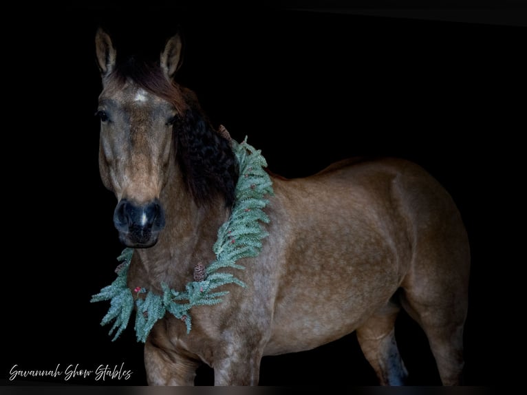 Trekpaard Mix Merrie 7 Jaar 160 cm Buckskin in Morriston, FL