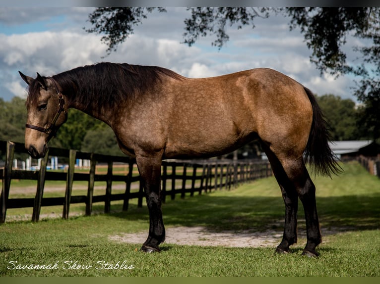 Trekpaard Mix Merrie 7 Jaar 160 cm Buckskin in Morriston, FL