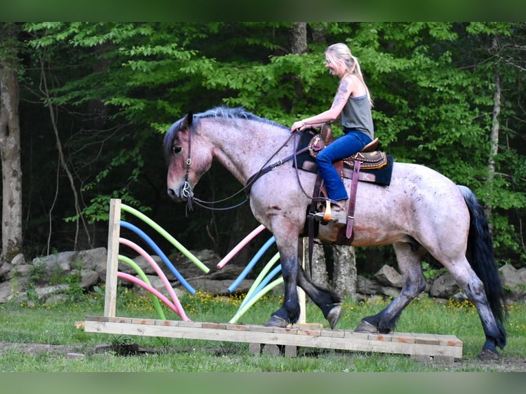 Trekpaard Merrie 7 Jaar 163 cm Roan-Bay in Middleboro