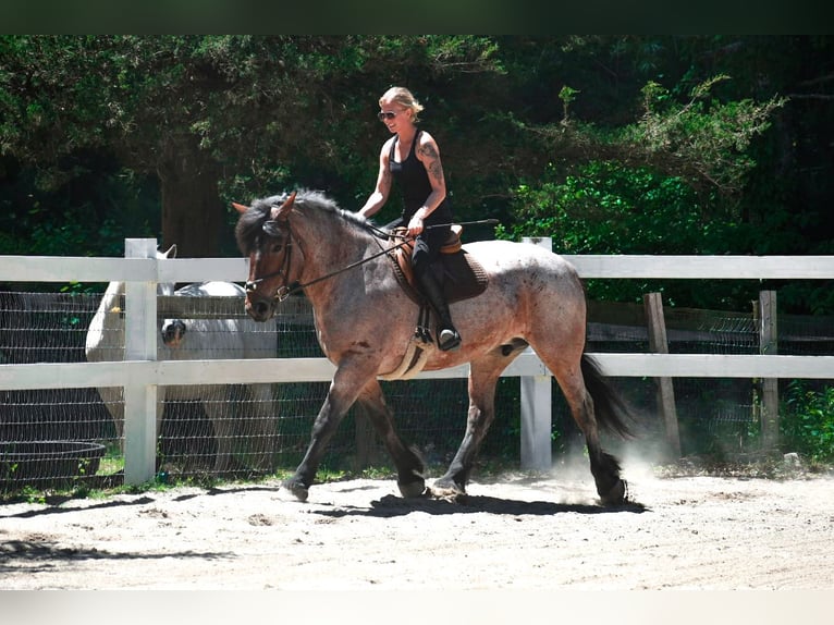 Trekpaard Merrie 7 Jaar 163 cm Roan-Bay in Middleboro