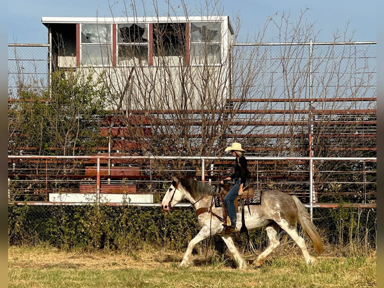 Trekpaard Merrie 7 Jaar 163 cm Roan-Blue in Byers, TX