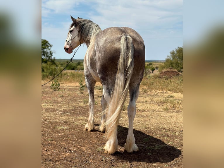 Trekpaard Merrie 7 Jaar 163 cm Roan-Blue in Byers, TX