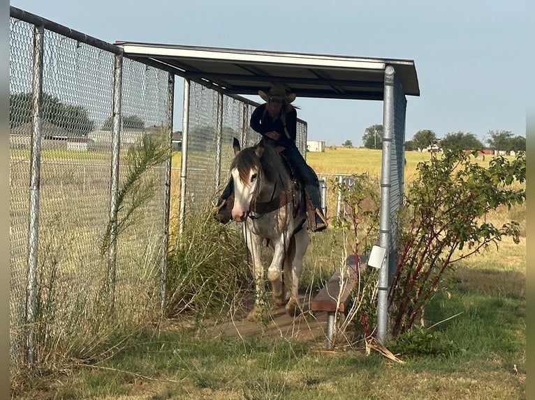 Trekpaard Merrie 7 Jaar 163 cm Roan-Blue in Byers, TX