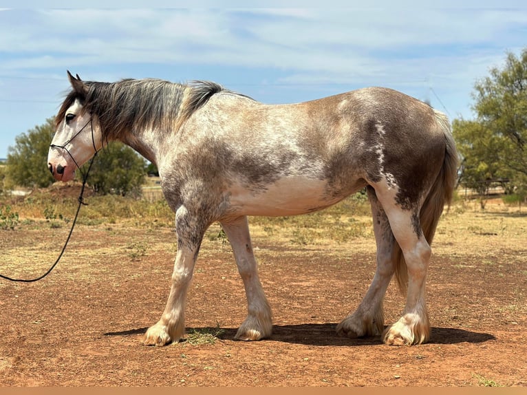 Trekpaard Merrie 7 Jaar 163 cm Roan-Blue in Byers, TX