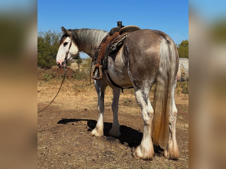 Trekpaard Merrie 7 Jaar 163 cm Roan-Blue in Byers, TX