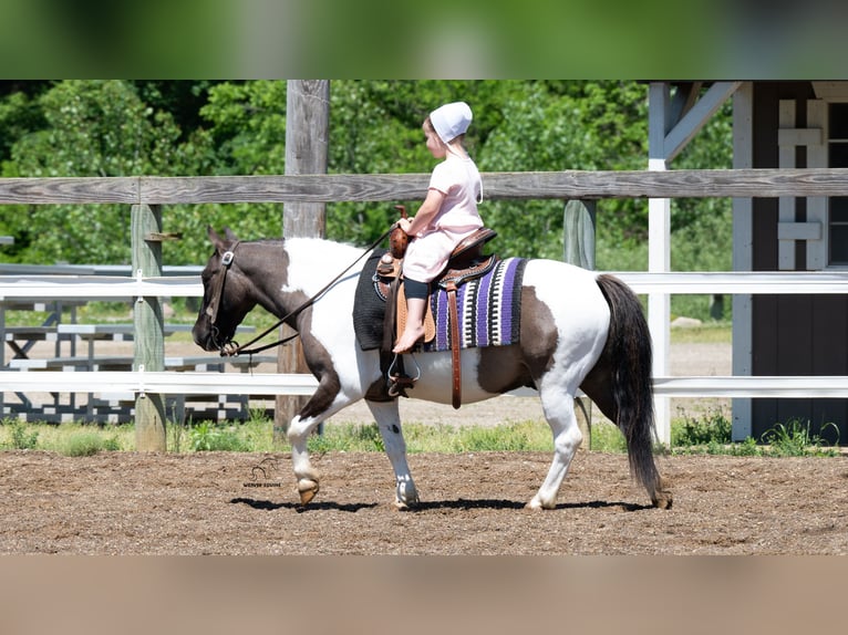 Trekpaard Mix Merrie 7 Jaar Gevlekt-paard in Fredericksburg