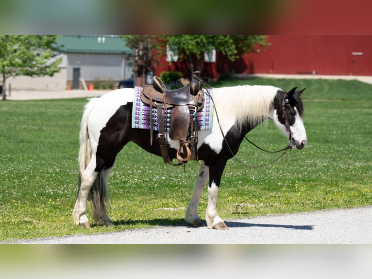 Trekpaard Mix Merrie 7 Jaar Gevlekt-paard in Fredericksburg