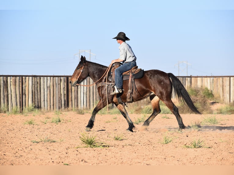Trekpaard Mix Merrie 8 Jaar 157 cm Roodbruin in Amarillo