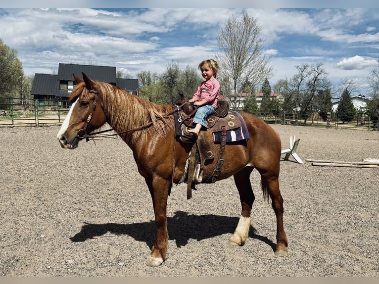 Trekpaard Mix Merrie 8 Jaar 157 cm Roodvos in Fort Collins