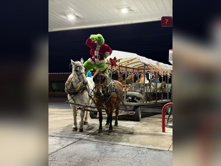 Trekpaard Mix Merrie 8 Jaar 160 cm Roodbruin in Purdy