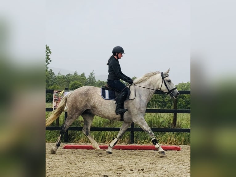 Trekpaard Merrie 8 Jaar 166 cm Schimmel in Sligo