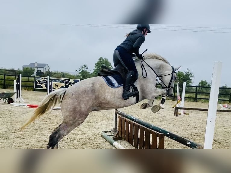 Trekpaard Merrie 8 Jaar 166 cm Schimmel in Sligo