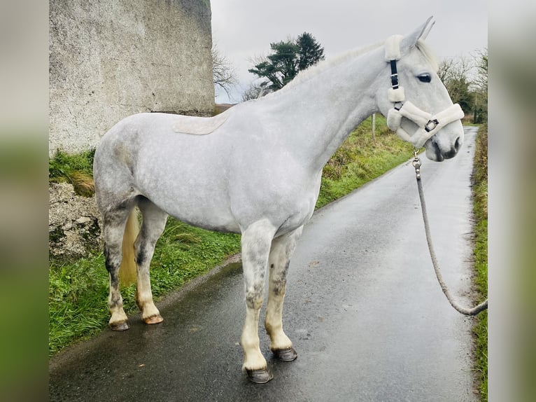 Trekpaard Merrie 8 Jaar 166 cm Wit in Sligo