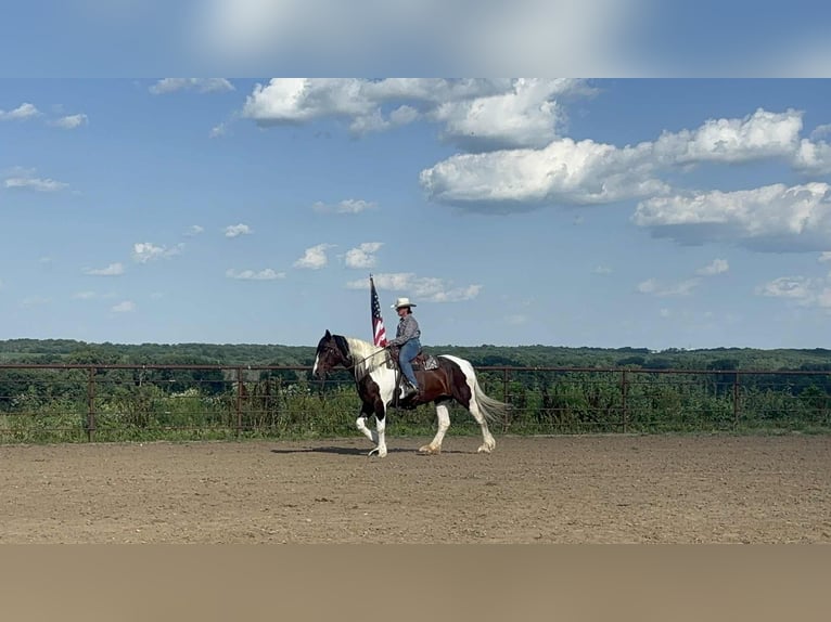 Trekpaard Merrie 8 Jaar Tobiano-alle-kleuren in Princeton MO